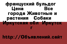 француский бульдог › Цена ­ 40 000 - Все города Животные и растения » Собаки   . Иркутская обл.,Иркутск г.